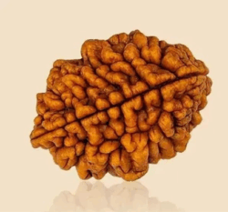2 Mukhi Rudraksha