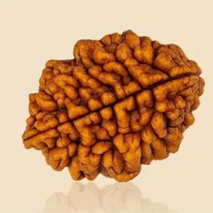 2 Mukhi Rudraksha