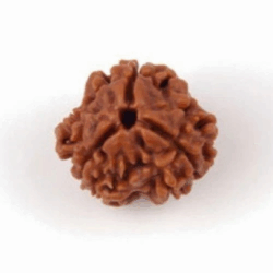 3 Mukhi Rudraksha