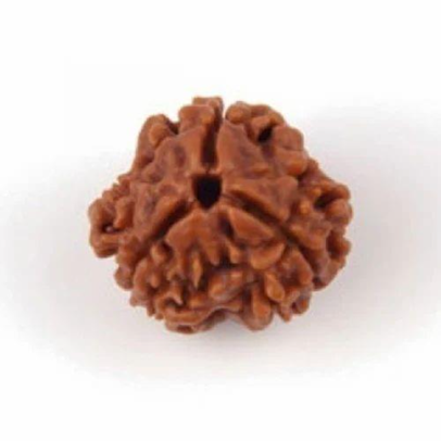 3 Mukhi Rudraksha