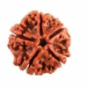 5 Mukhi Rudraksha - Image 2