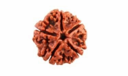 5 Mukhi Rudraksha