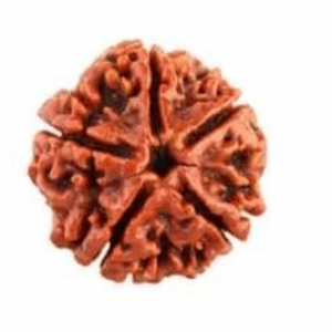 5 Mukhi Rudraksha