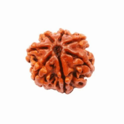 6 Mukhi Rudraksha