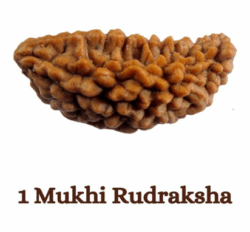 Nepali 1 Mukhi Rudraksha