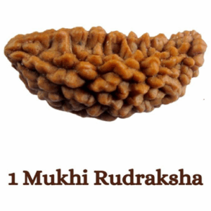 Nepali 1 Mukhi Rudraksha