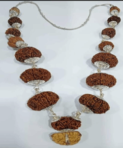 1-14 Mukhi Rudraksha