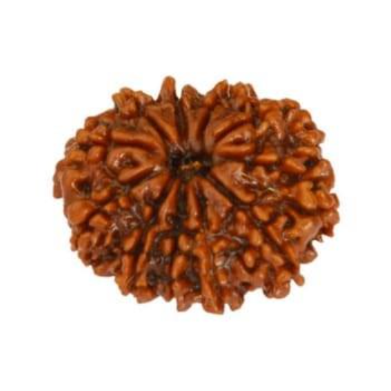 10 Mukhi Rudraksha - Image 2