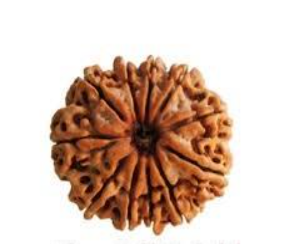 11 Mukhi Rudraksha