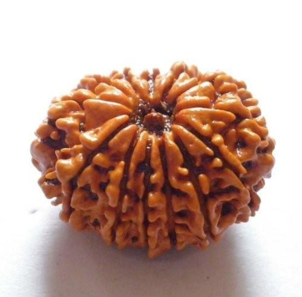 12 Mukhi Rudraksha