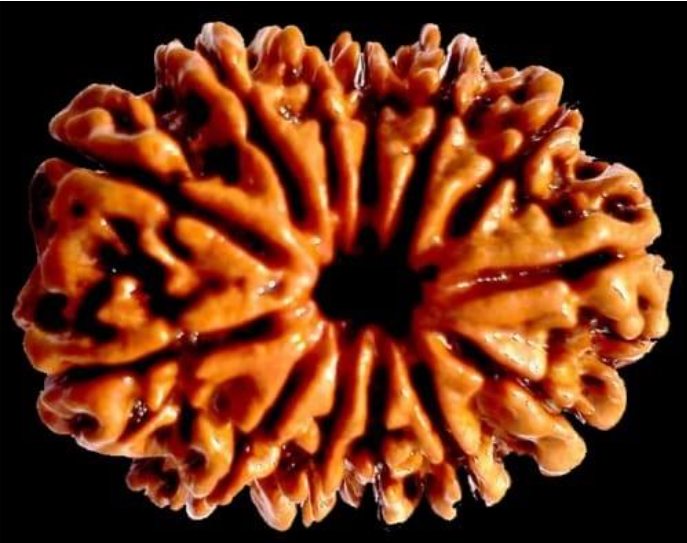 13 Mukhi Rudraksha