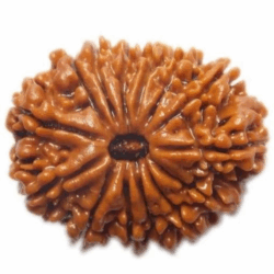 14 Mukhi Rudraksha