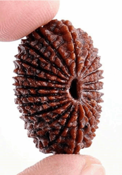21 Mukhi Rudraksha