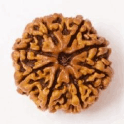 8 Mukhi Rudraksha