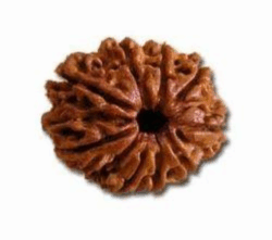 9 Mukhi Rudraksha